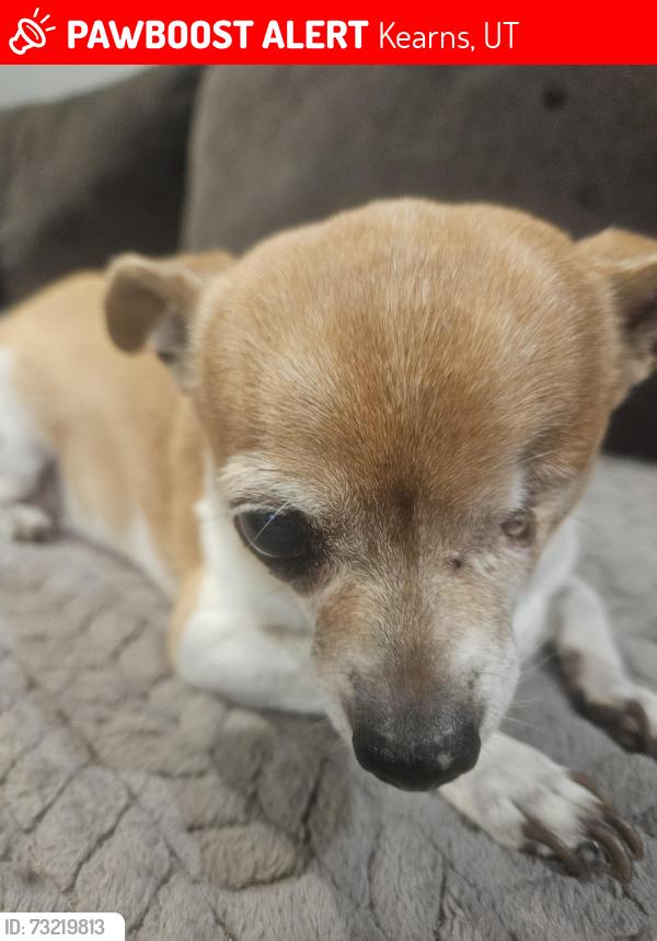 Lost Female Dog last seen Near west Crockett drive, Kearns, UT 84118