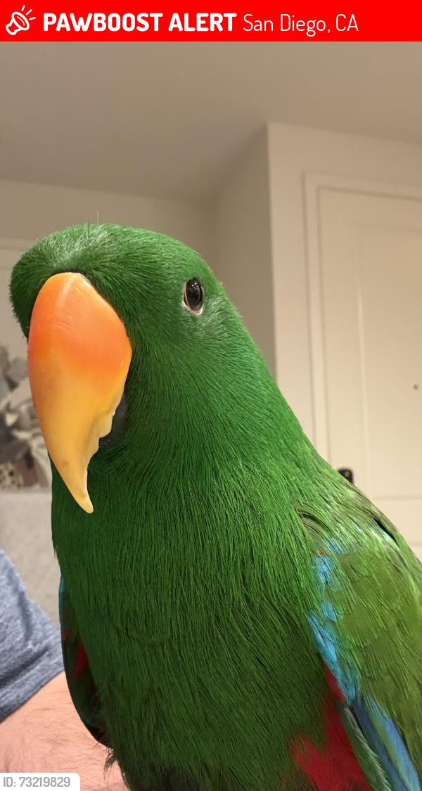 Lost Male Bird last seen Near fuchsia ln, San Diego, CA 92154
