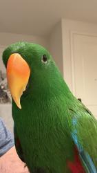 Lost Male Bird last seen Near fuchsia ln, San Diego, CA 92154