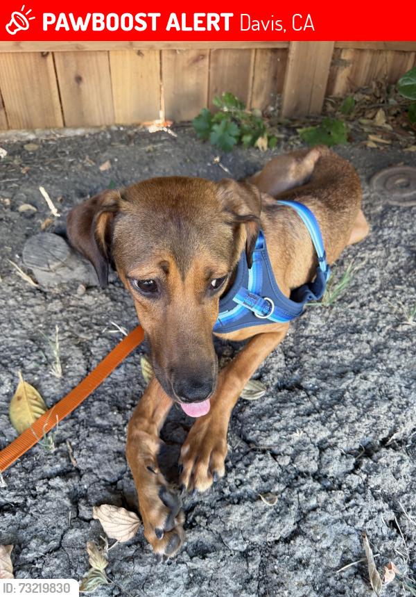 Lost Male Dog last seen 9th street and D street, Davis, CA 95616