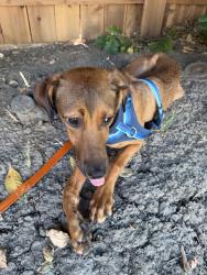Lost Male Dog last seen 9th street and D street, Davis, CA 95616