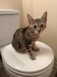 Found/Stray Female Cat last seen Memorial park picnic loop, Houston, TX 77007