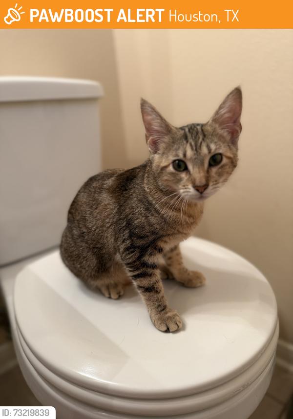 Found/Stray Female Cat last seen Memorial park picnic loop, Houston, TX 77007