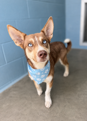 Shelter Stray Male Dog last seen Toby Mouton Road, DUSON, LA, 70529, 410 Dugas Rd, Lafayette, LA 70507, USA