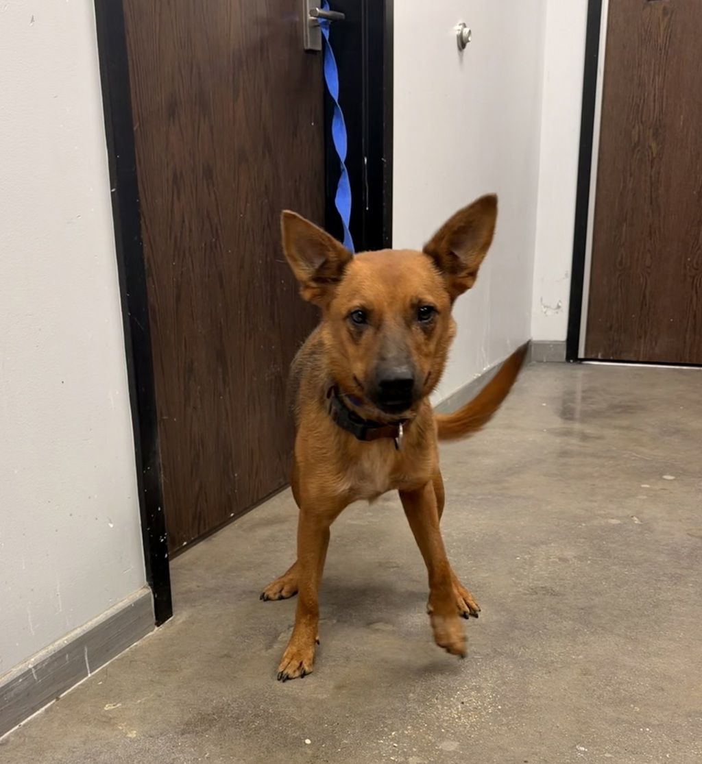 Shelter Stray Female Dog last seen Near Catahoula Road, CARENCRO, LA, 70520, 410 Dugas Rd, Lafayette, LA 70507, USA