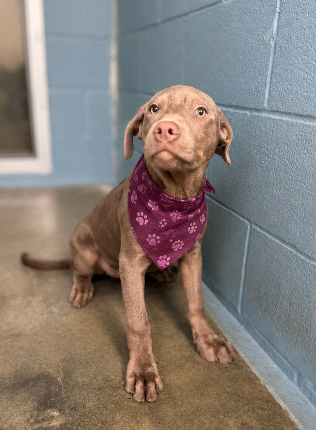 Shelter Stray Female Dog last seen Near NW Evangeline Thruway, CARENCRO, LA, 70520, 410 Dugas Rd, Lafayette, LA 70507, USA