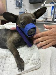 Shelter Stray Female Dog last seen Near W Indiana Avenue, SALT LAKE CITY, UT, 84104, 511 W 3900 S, Salt Lake City, UT 84123, USA