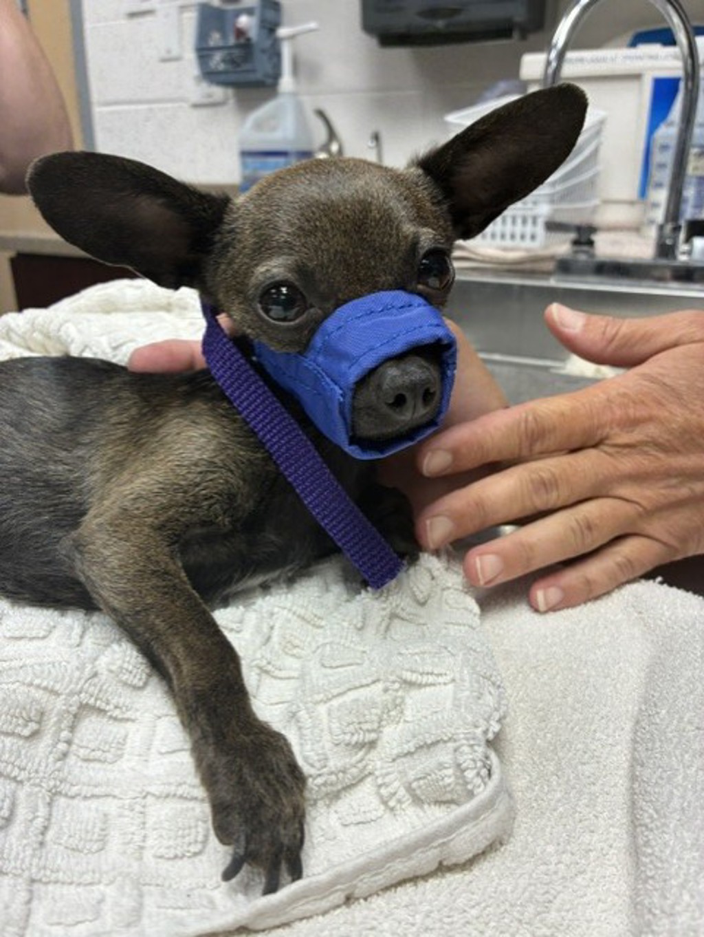 Shelter Stray Female Dog last seen Near W Indiana Avenue, SALT LAKE CITY, UT, 84104, 511 W 3900 S, Salt Lake City, UT 84123, USA