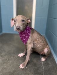 Shelter Stray Female Dog last seen Near Ola Street, CARENCRO, LA, 70520, 410 Dugas Rd, Lafayette, LA 70507, USA