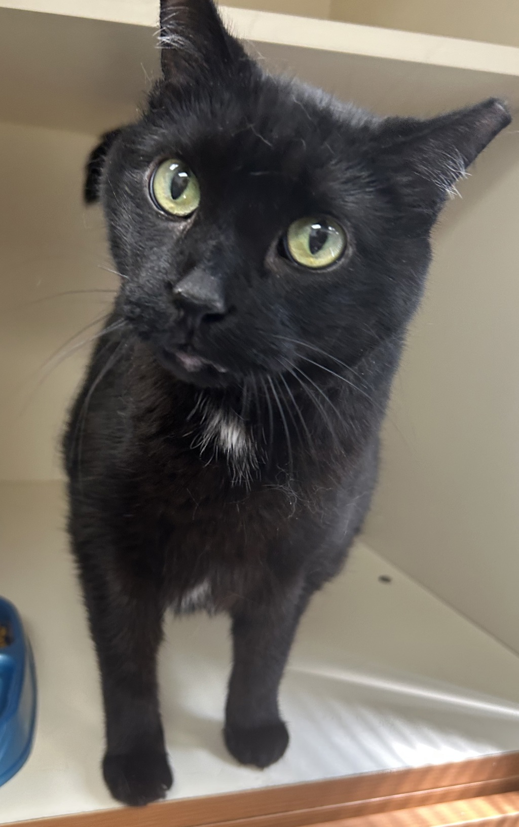 Shelter Stray Male Cat last seen Apt 307,840 S 200 W, SALT LAKE CITY, UT, 84101, 511 W 3900 S, Salt Lake City, UT 84123, USA