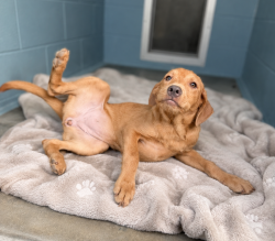 Shelter Stray Female Dog last seen Near NW Evangeline Thruway, CARENCRO, LA, 70520, 410 Dugas Rd, Lafayette, LA 70507, USA