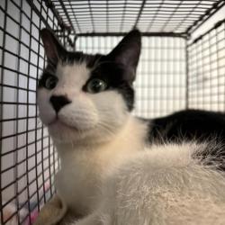 Shelter Stray Male Cat last seen Near Hubbell Avenue, DES MOINES, IA, 50316, Des Moines, IA 50313