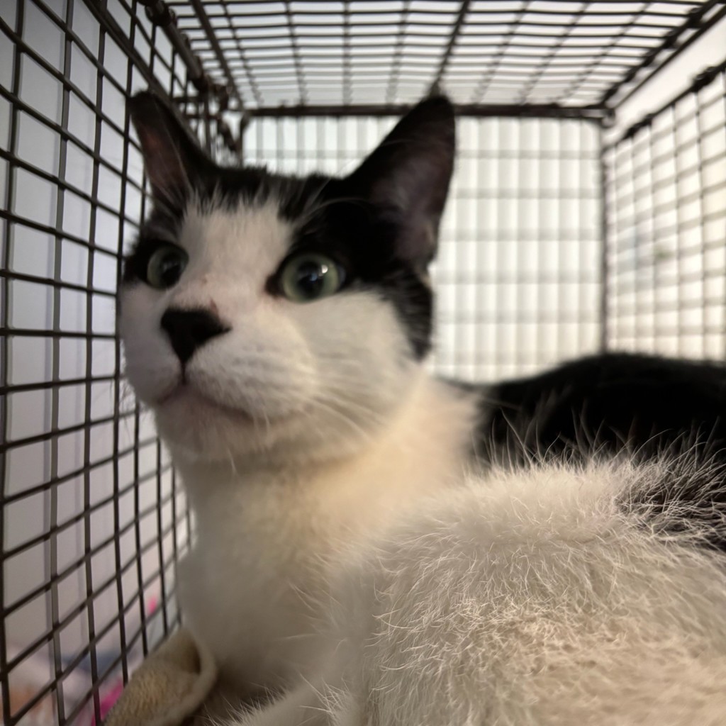 Shelter Stray Male Cat last seen Near Hubbell Avenue, DES MOINES, IA, 50316, Des Moines, IA 50313