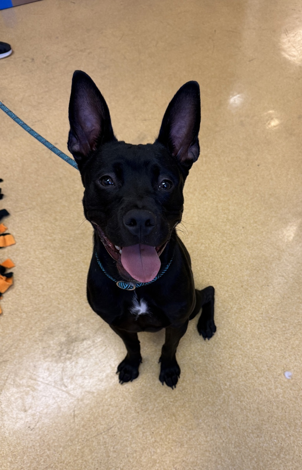 Shelter Stray Male Dog last seen Alameda Drive, LIVERMORE, CA, 94551, 8323 Baldwin St, Oakland, CA 94621, USA