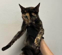 Shelter Stray Female Cat last seen Across from dog beach, by Hospitality Point, San Diego, CA, 92109, 5500 Gaines St, San Diego, CA 92110, USA