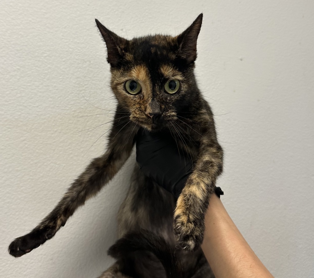 Shelter Stray Female Cat last seen Across from dog beach, by Hospitality Point, San Diego, CA, 92109, 5500 Gaines St, San Diego, CA 92110, USA