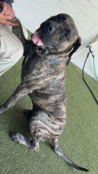 Shelter Stray Male Dog last seen Near N 2nd Street, El Cajon, CA, 92021, El Cajon, CA 92020, USA