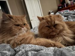 Reunited Male Cat last seen Power Inn, Sacramento, CA 95824