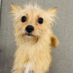 Shelter Stray Male Dog last seen Near E 1st Street, GRIMES, IA, 50111, Des Moines, IA 50313