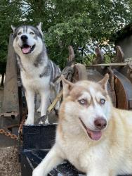 Reunited Male Dog last seen Brentwood, North Brentwood, MD 20722