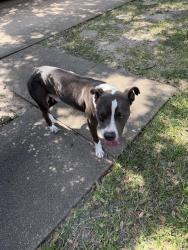 Found/Stray Male Dog last seen St Matthew Catholic Church, Houston, TX 77040