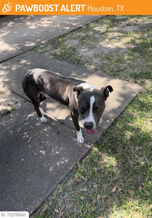 Found/Stray Male Dog last seen St Matthew Catholic Church, Houston, TX 77040