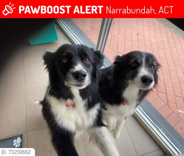 Lost Female Dog last seen Park on sprent street, Narrabundah, ACT 2604