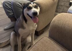 Lost Female Dog last seen Trail one Burlington NC, Burlington, NC 27216