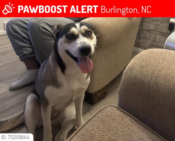 Lost Female Dog last seen Trail one Burlington NC, Burlington, NC 27216