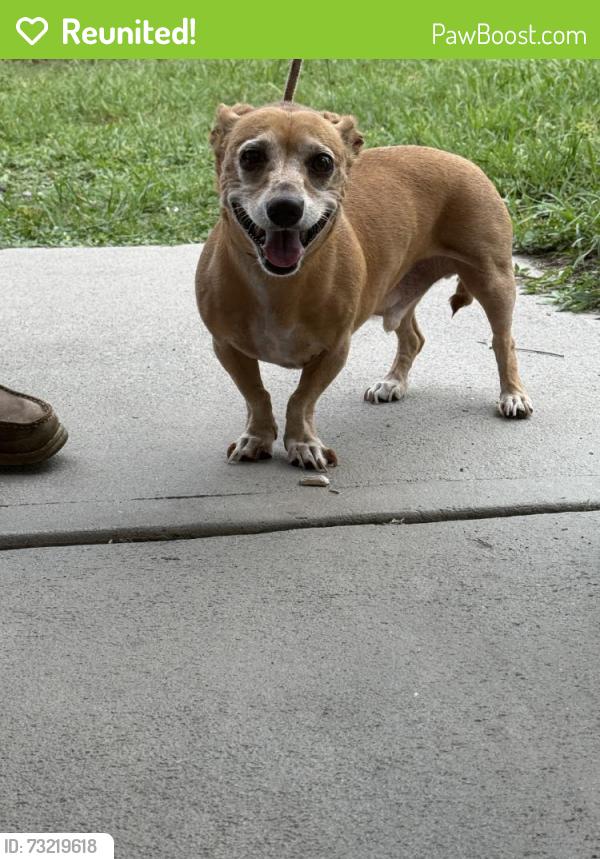 Reunited Male Dog last seen Achilles Rd, Port St John, FL 32927, USA, Port Saint John, FL 32927