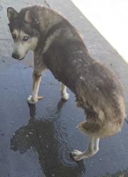 Reunited Male Dog last seen Long Beach Blvd and Compton, Compton, CA 90221