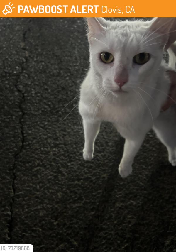 Found/Stray Female Cat last seen High school, Clovis, CA 93611
