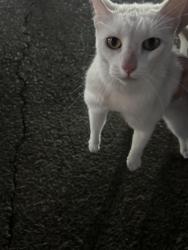 Found/Stray Female Cat last seen High school, Clovis, CA 93611