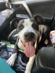 Found/Stray Male Dog last seen Eatons creek Rd, Nashville, TN 37080