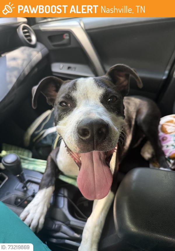 Found/Stray Male Dog last seen Eatons creek Rd, Nashville, TN 37080