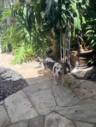 Found/Stray Male Dog last seen Hicks canyon and Yale, Irvine, CA 92620