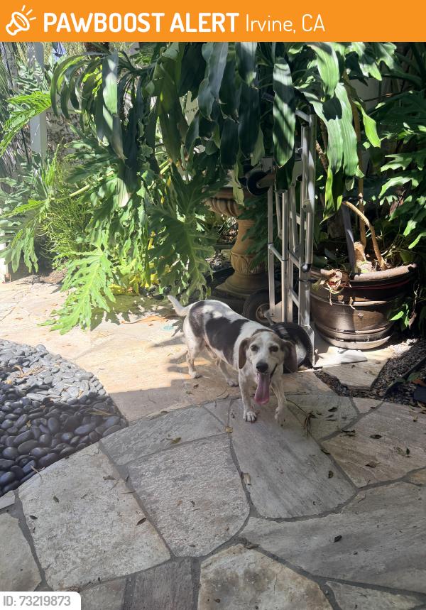 Found/Stray Male Dog last seen Hicks canyon and Yale, Irvine, CA 92620