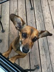 Reunited Female Dog last seen Hale rd, daisy dallas RD, Hixson, TN 37343