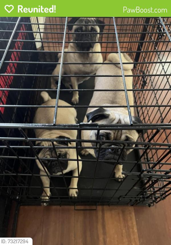 Reunited Female Dog last seen Shahen drive, Bonita vista, del Rosa, San Bernardino, CA 92404
