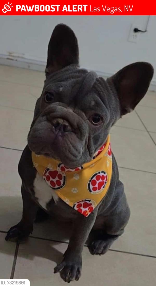 Lost Female Dog last seen Dolly St, close to Judson Ave and Carey Ave, Las Vegas, NV 89115