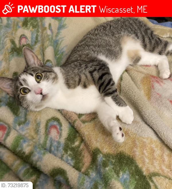 Lost Female Cat last seen Fowle Hill Rd near the Wiscasset Speedway, Wiscasset, ME 04578