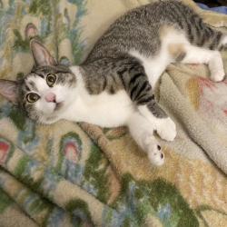 Lost Female Cat last seen Fowle Hill Rd near the Wiscasset Speedway, Wiscasset, ME 04578