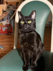 Lost Female Cat last seen Start High School, Toledo, OH 43612
