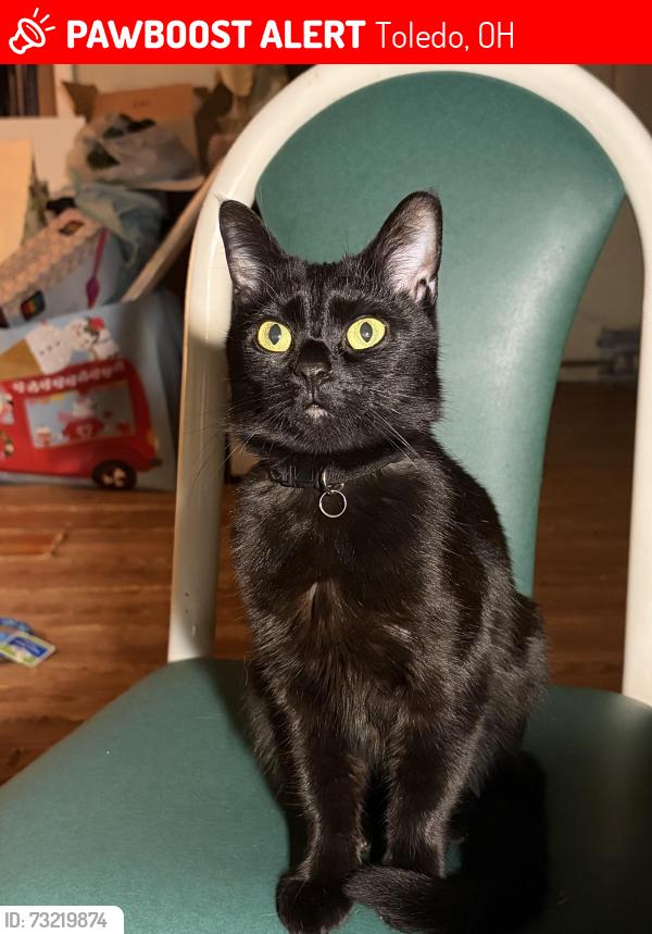 Lost Female Cat last seen Start High School, Toledo, OH 43612