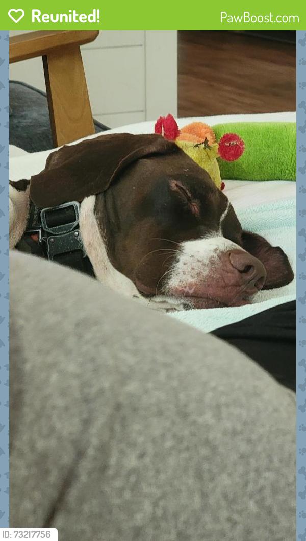 Reunited Male Dog last seen Near swiftwater road along the river, Dahlonega, GA 30533
