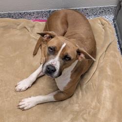 Shelter Stray Female Dog last seen , 328 Furman Hall Rd, Greenville, SC 29609, USA