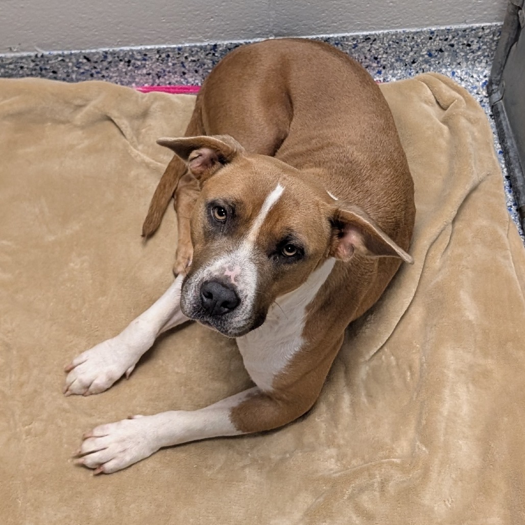 Shelter Stray Female Dog last seen , 328 Furman Hall Rd, Greenville, SC 29609, USA