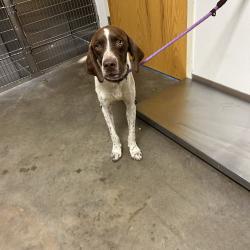 Shelter Stray Male Dog last seen , 3173 K-68 Hwy, Ottawa, KS 66067, USA