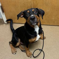 Shelter Stray Male Dog last seen , 4500 N Access Rd, Chattanooga, TN 37415, USA