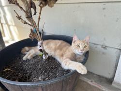 Lost Male Cat last seen Ronda rd, Dry Branch, WV, Kanawha County, WV 25134